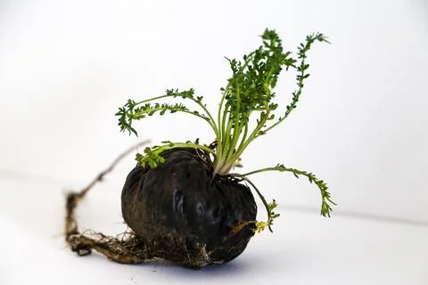 Peruvian Maca Fotos Stock