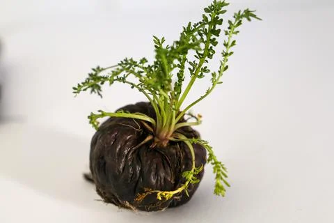 Peruvian Maca Fotos Stock