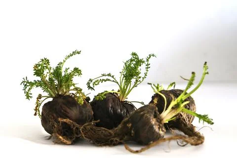 Peruvian Maca Fotos Stock