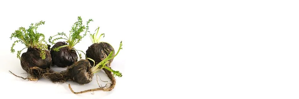 Peruvian Maca Fotos Stock