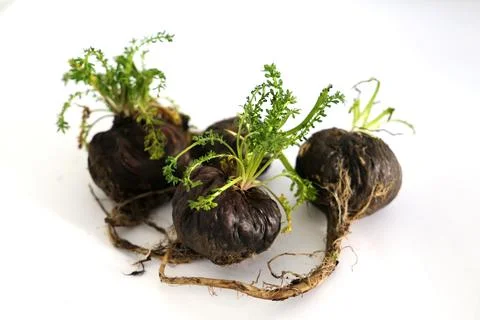 Peruvian Maca Fotos Stock