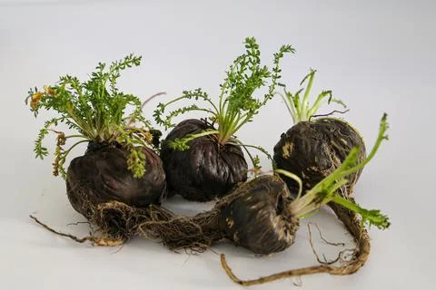 Peruvian Maca Fotos Stock