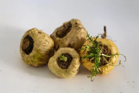 Peruvian Maca Fotos Stock