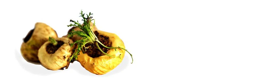 Peruvian Maca Fotos Stock