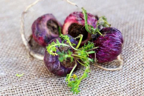 Peruvian Maca Fotos Stock