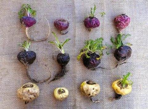 Peruvian Maca Fotos Stock