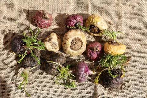 Peruvian Maca Fotos Stock