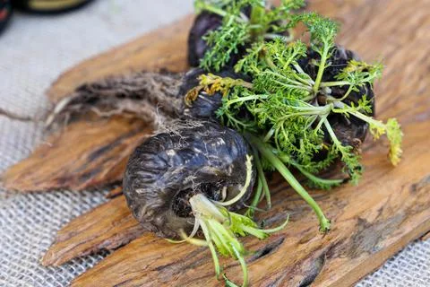 Peruvian Maca Fotos Stock