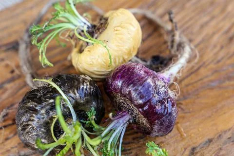 Peruvian Maca Fotos Stock