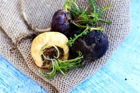 Peruvian Maca Fotos Stock