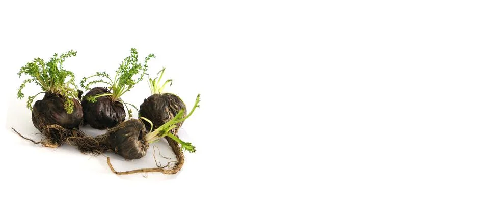 Peruvian Maca Fotos Stock