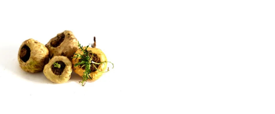 Peruvian Maca Fotos Stock