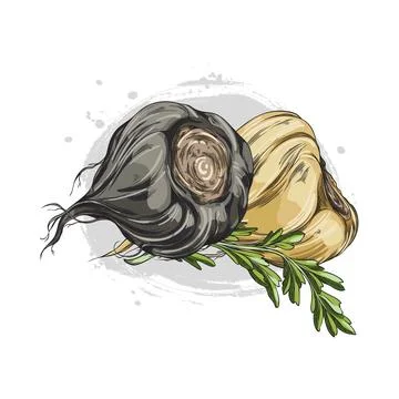 Peruvian maca root with a branch of foliage, black and yellow. Stock Illustration