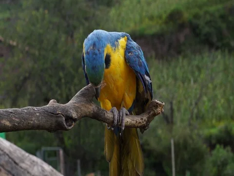 Peruvian Macaw Stock Footage 77132295