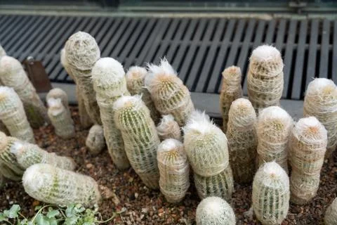 Peruvian Old Man Cactus Cluster in a Desert-Themed Garden Setting. Stock Photos