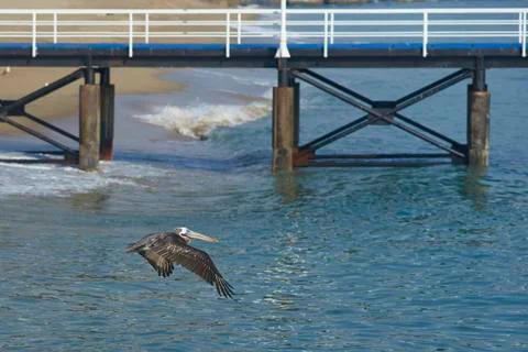 Peruvian Pelican in Flight Stock Photos