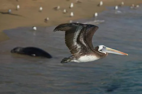 Peruvian Pelican in Flight Stock Photos