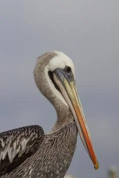Peruvian Pelican Stock Photos