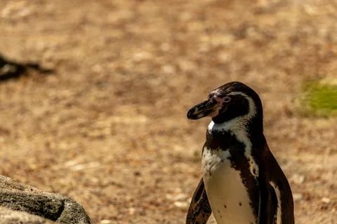 A Peruvian penguin standing and looking at view Stock Photos