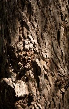 Peruvian Pepper Tree Bark Stock Photos