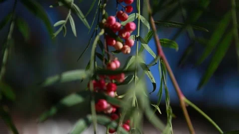 Peruvian Pepper Tree with Hanging Fruit Stock Footage 197709748