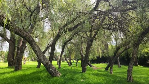 Peruvian pepper trees Stock Photos