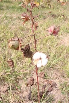 Peruvian pima cotton on tree in farm Stock Photos
