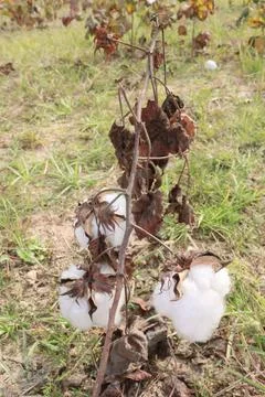 Peruvian pima cotton on tree in farm Stock Photos