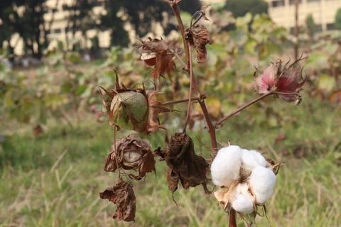 Peruvian pima cotton on tree in farm Stock Photos