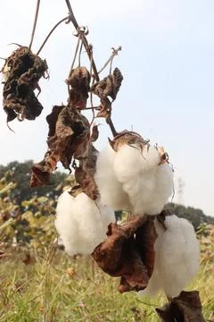 Peruvian pima cotton on tree in farm Stock Photos