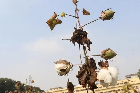 Peruvian pima cotton on tree in farm Stock Photos