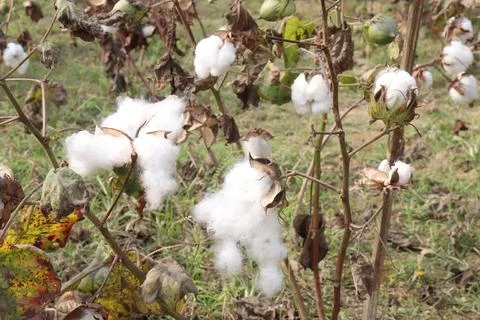 Peruvian pima cotton on tree in farm Stock Photos
