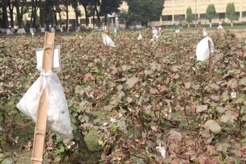 Peruvian pima cotton on tree in farm Stock Photos
