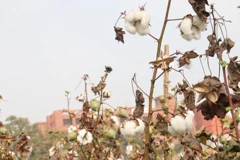 Peruvian pima cotton on tree in farm Stock Photos