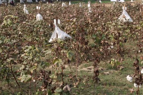 Peruvian pima cotton on tree in farm Stock Photos