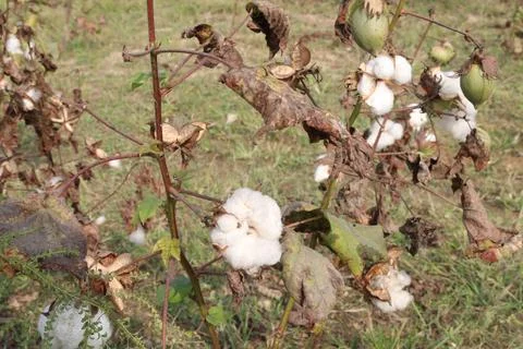 Peruvian pima cotton on tree in farm Stock Photos
