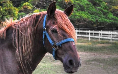 Peruvian Profile Stock Photos