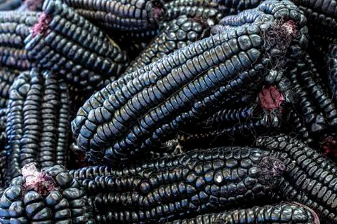 Peruvian purple corn, which is mainly used to prepare juice (chicha) Stock Photos