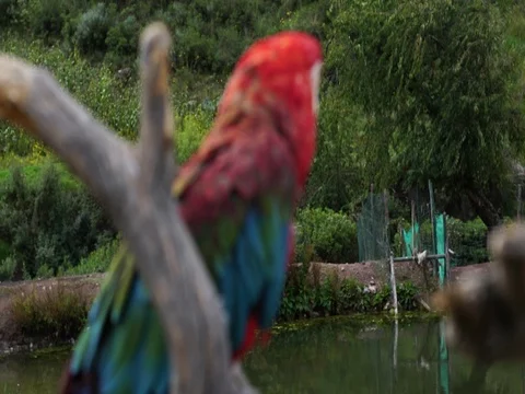 Peruvian Red Macaw eating Stock Footage 77131413