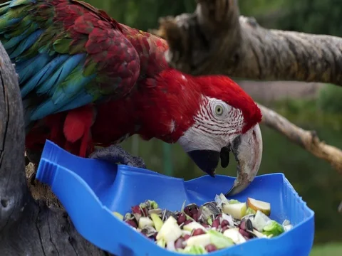 Peruvian Red Macaw Stock Footage 77131773