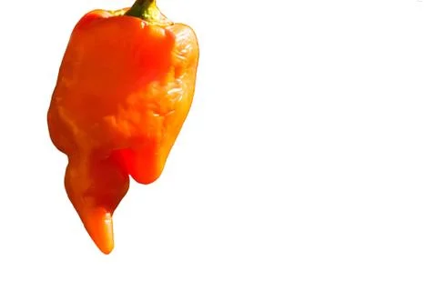 Peruvian red pepper on white background. It is used to make the typical dish  Stock Photos