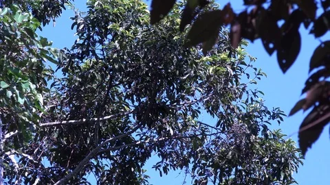 Peruvian Spider Monkey feed and swing in lowland rainforest canopy Stock Footage 98599925