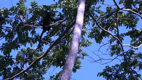 Peruvian Spider Monkey swing in lowland rainforest canopy using prehensile ta Stock Footage 98707275