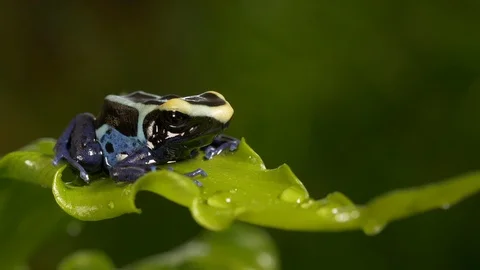 Peruvian splashback poison dart frog Ranitomeya variabilis 1 resting Video stock 120343181