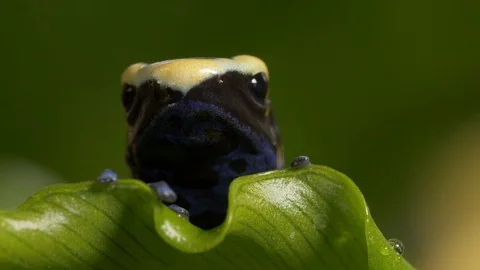 Peruvian splashback poison dart frog Ranitomeya variabilis  2 close up Video stock 120343238