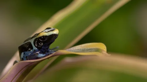 Peruvian splashback poison dart frog  Ranitomeya variabilis 4 resting Video stock 120343281