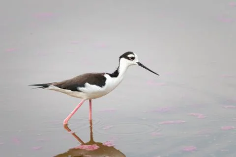 Peruvian stilt Stock Photos
