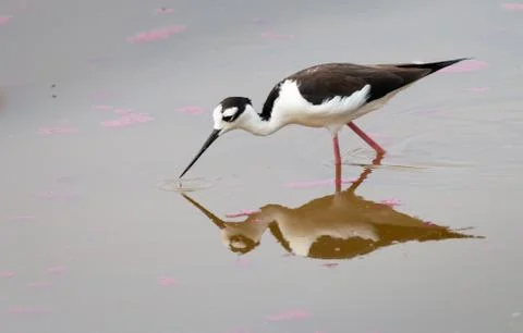 Peruvian stilt Foto stock