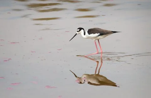 Peruvian stilt Foto stock