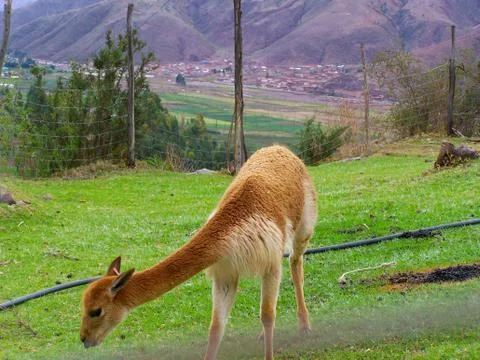 PERUVIAN VICUNA CUSCO-PERU Foto stock